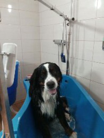 Koupel Bernského salašnického psa